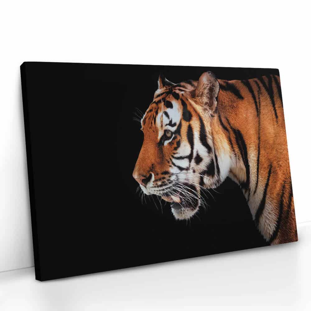"Horizontal Tiger"