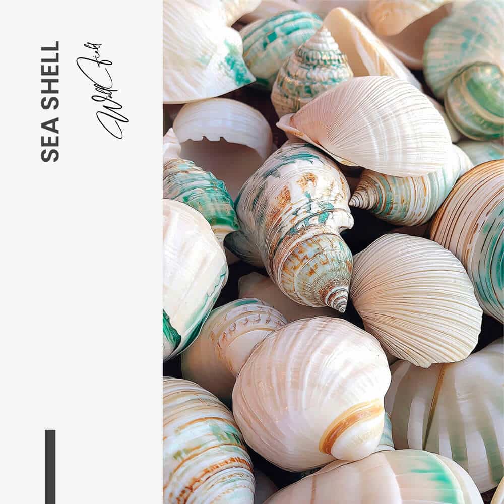 "Sea Shell"