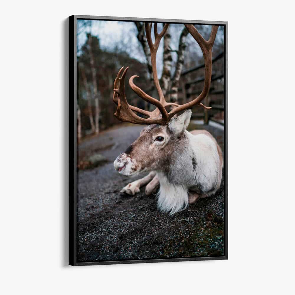 "The Caribou"