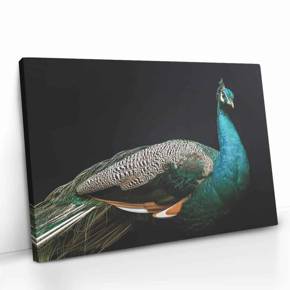 "Peacock"