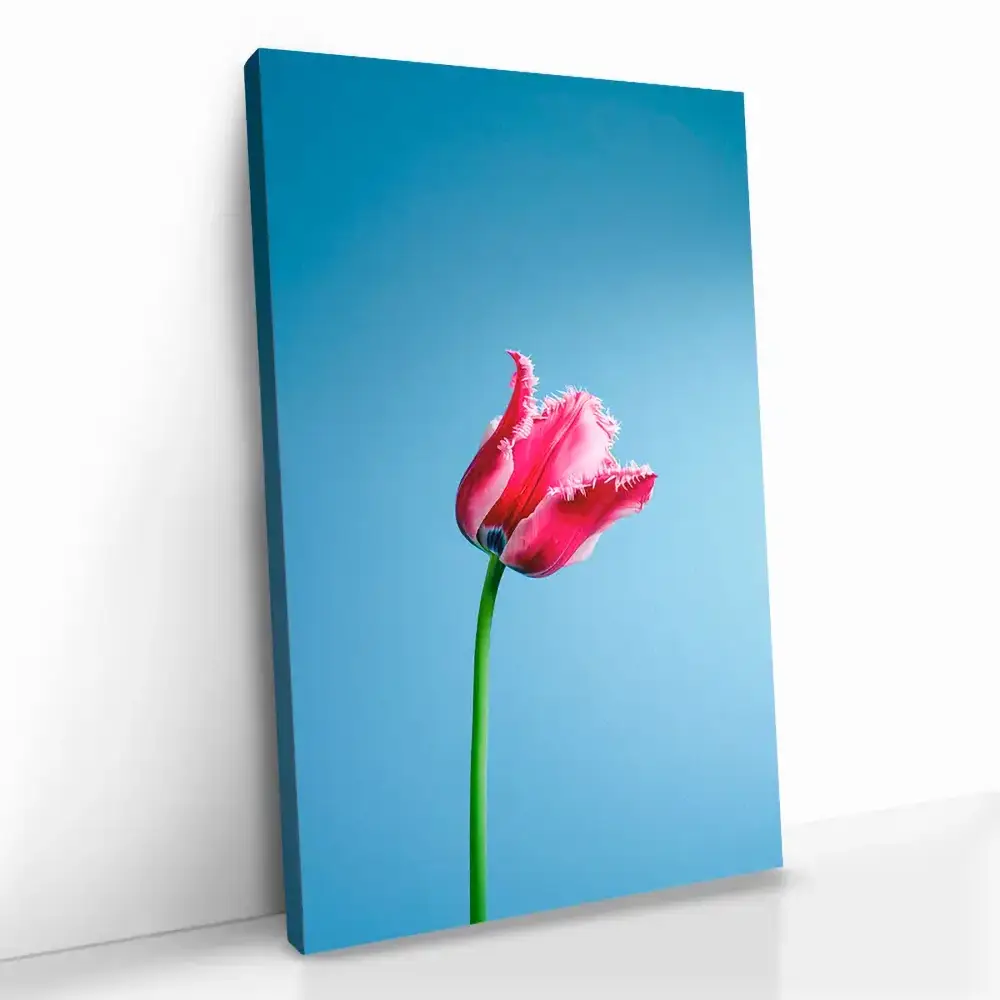 "Singular Tulip"