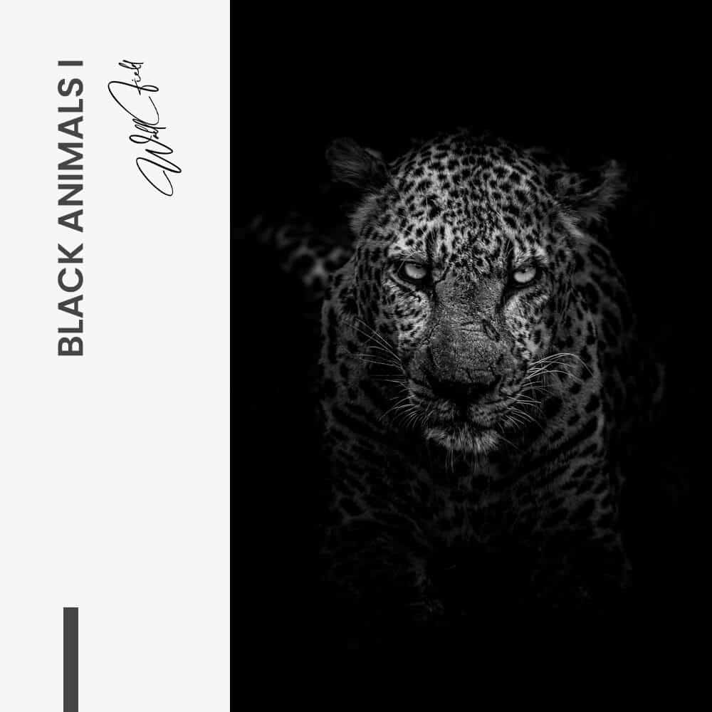 Bundle: "Black Animals" (2x) – Verre