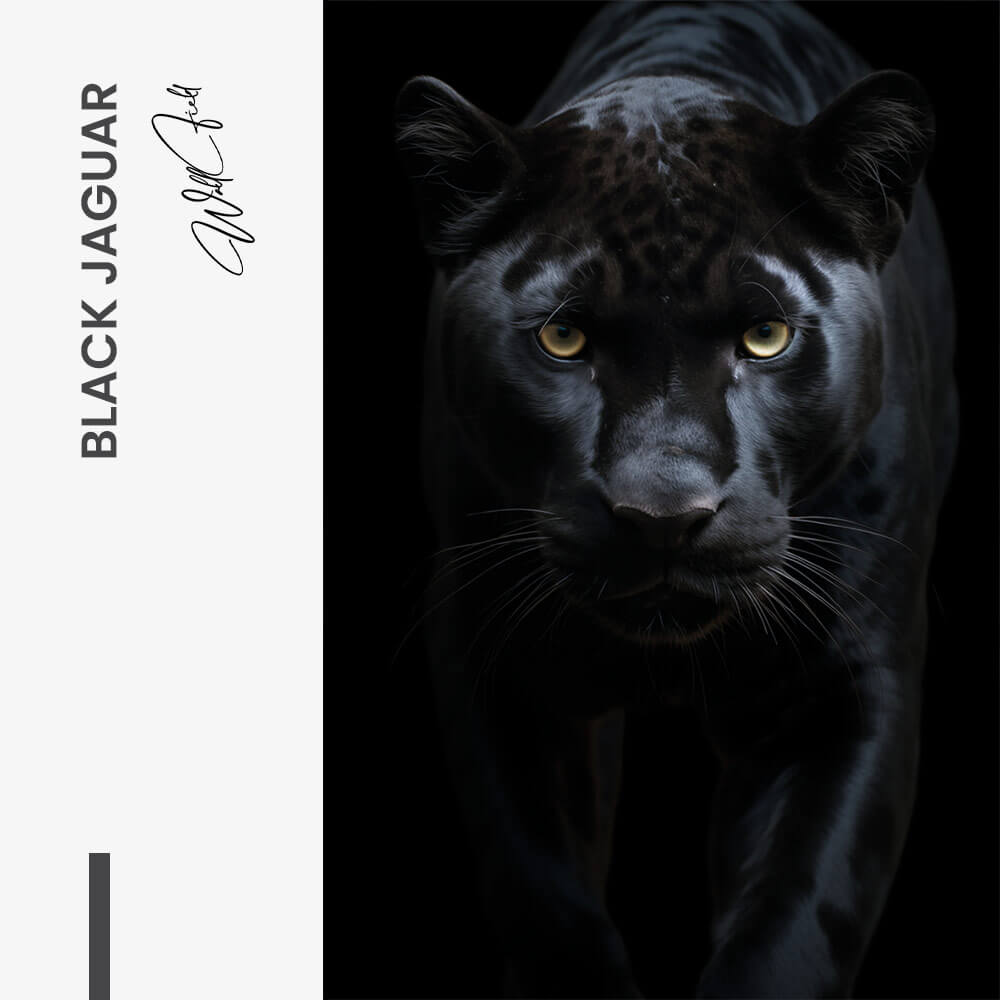 Black Jaguar – Verre