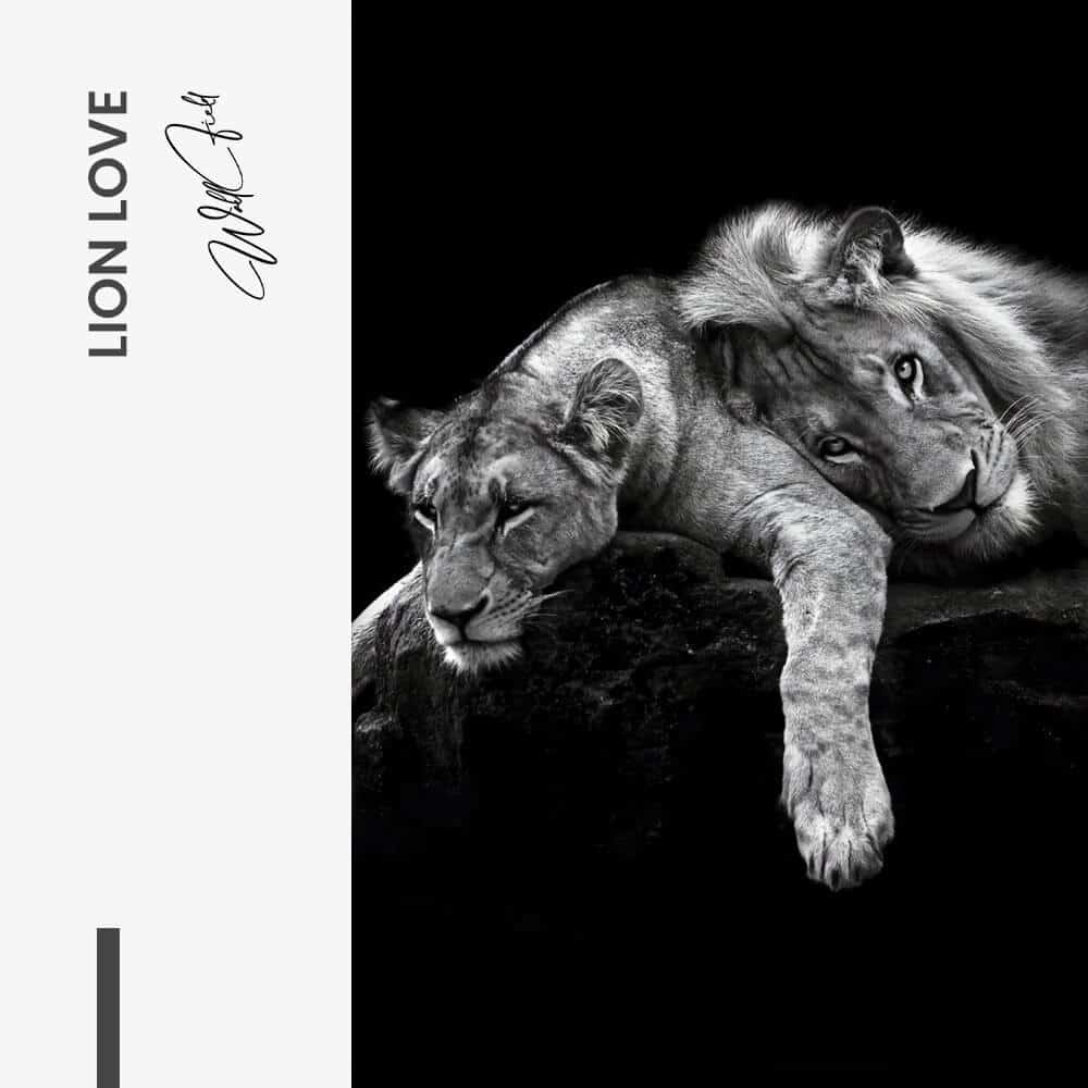 Lion Love – Verre