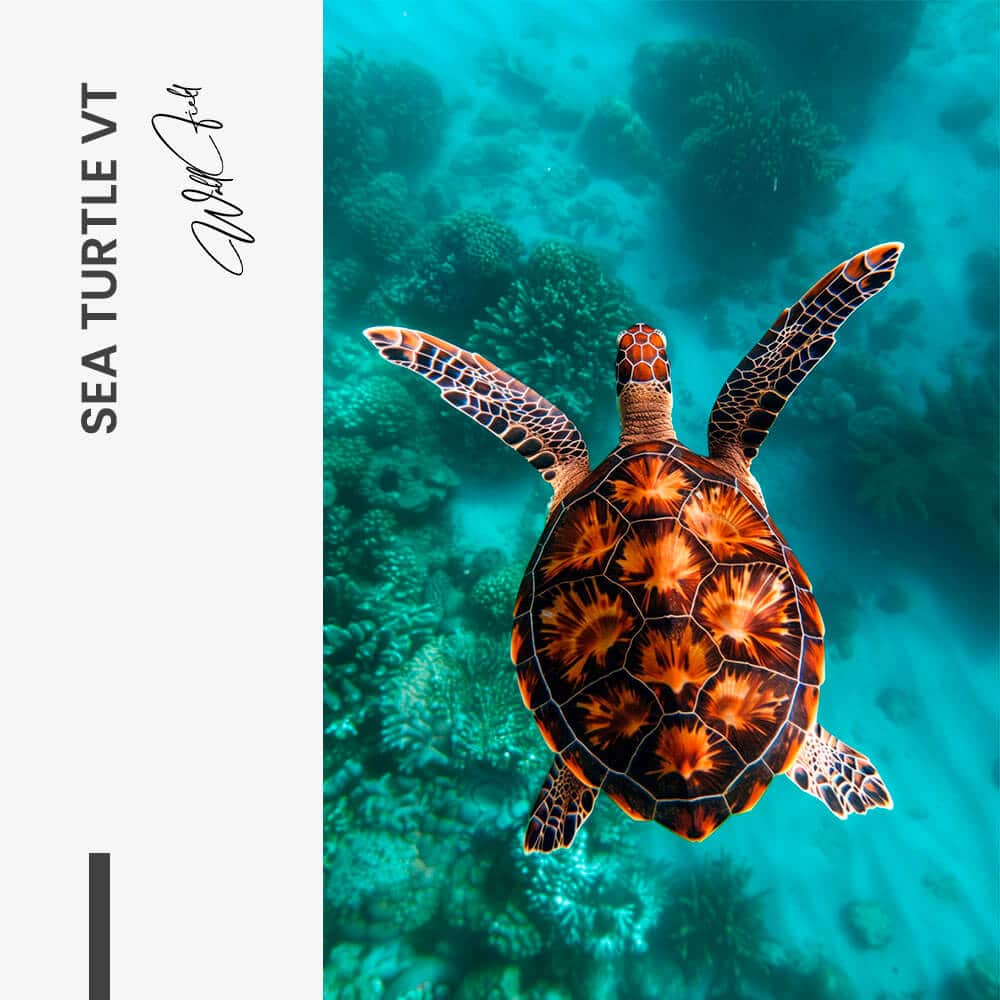 "Sea Turtle VT"