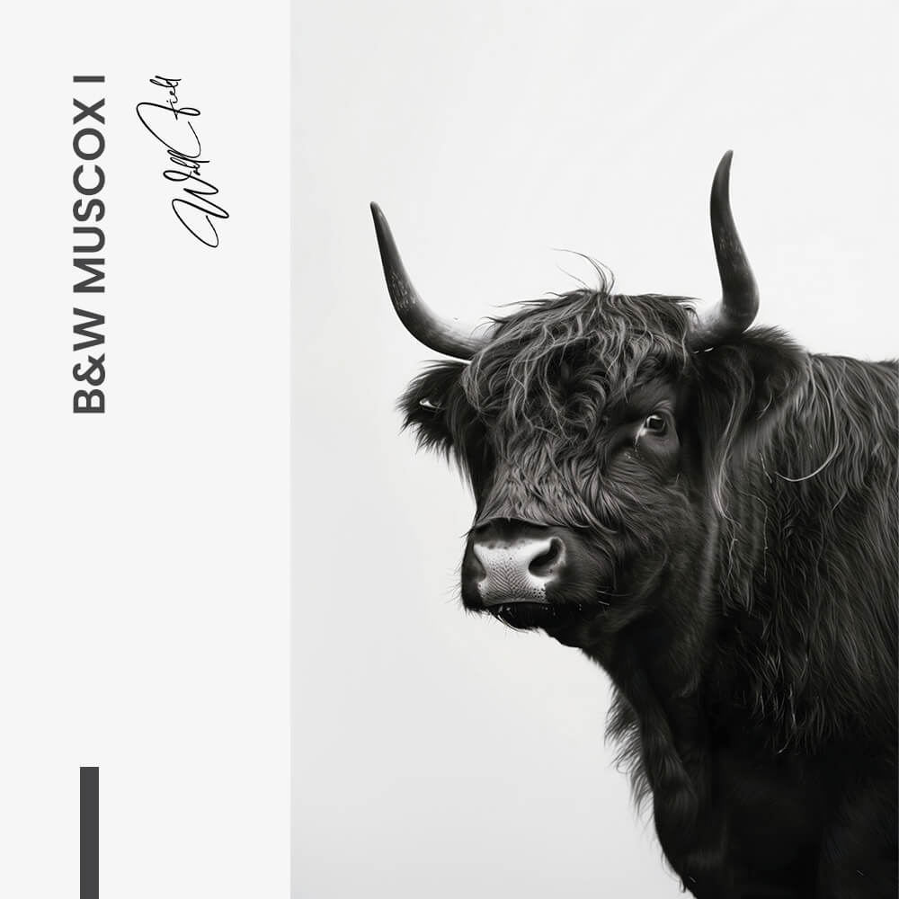 B&W Muscox II – Verre