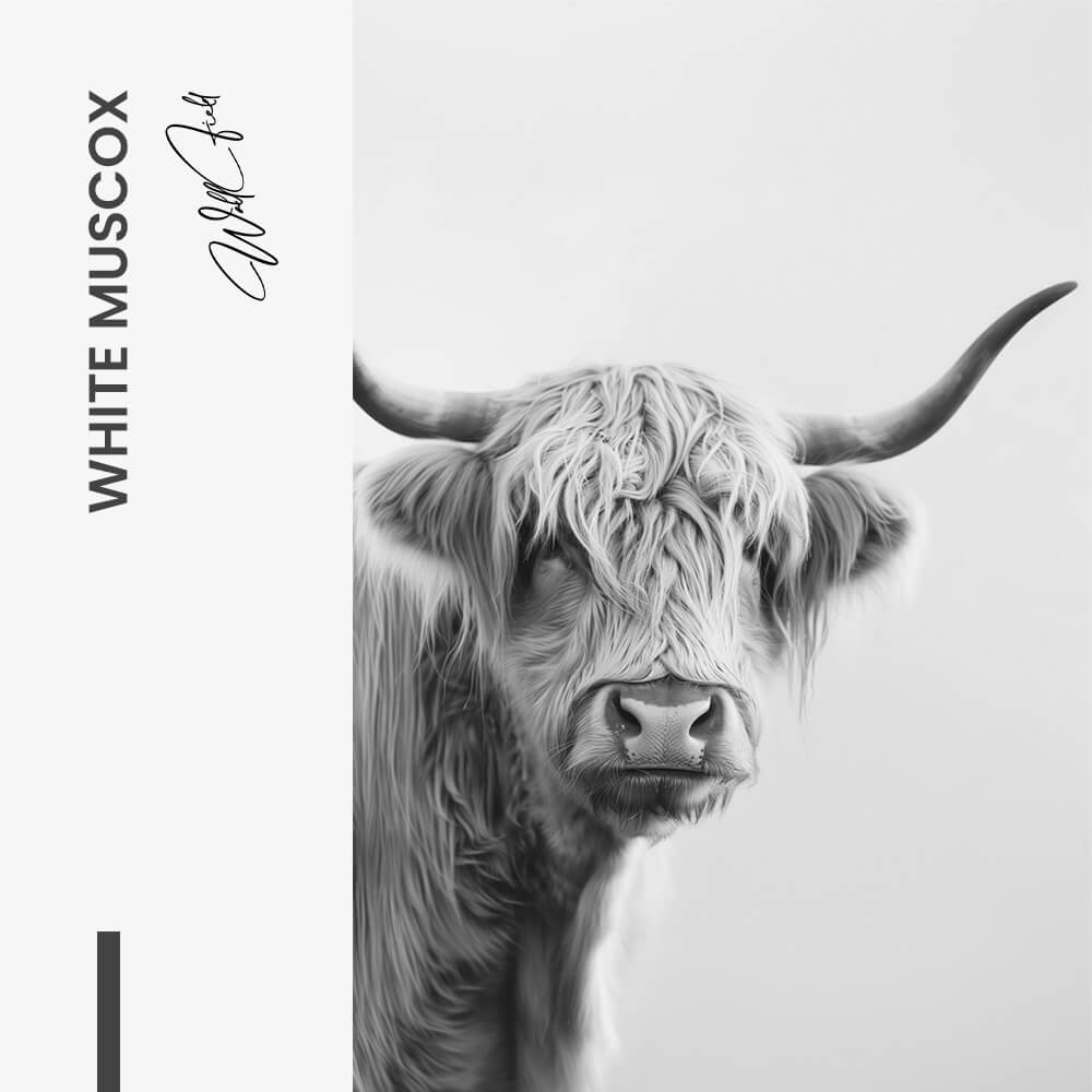 "White Muscox"
