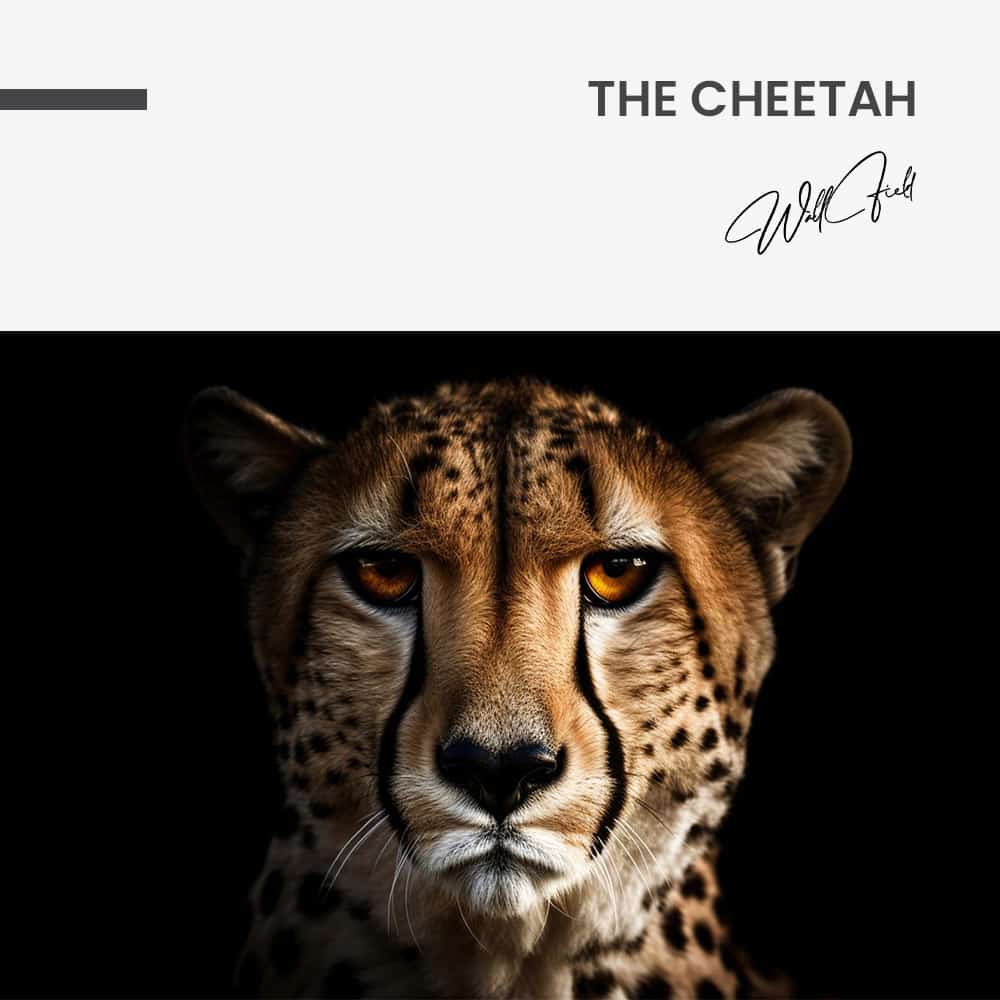 The Cheetah – Verre
