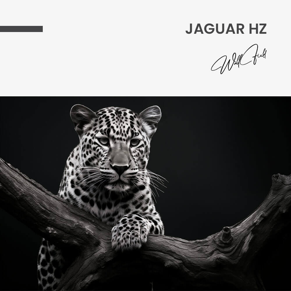 Jaguar HZ – Verre