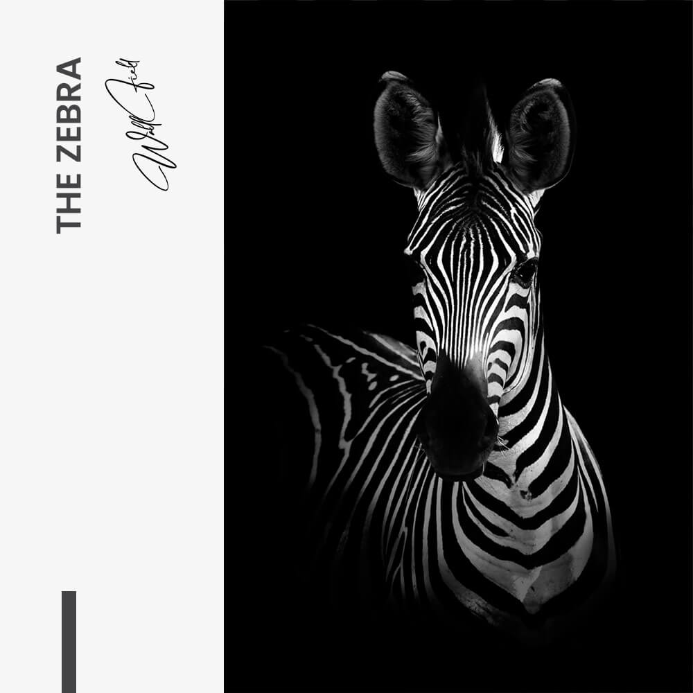 The Zebra – Verre