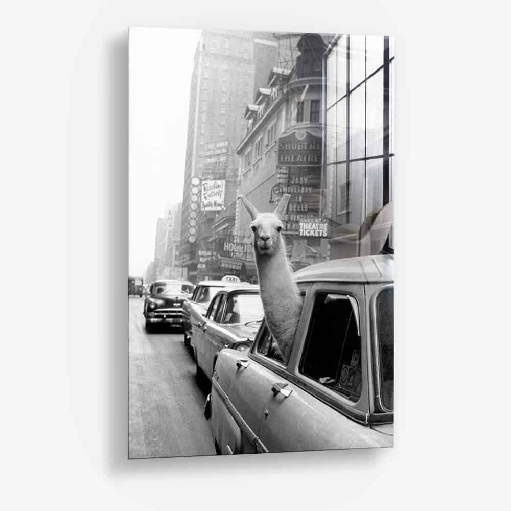New York Lama - Verre