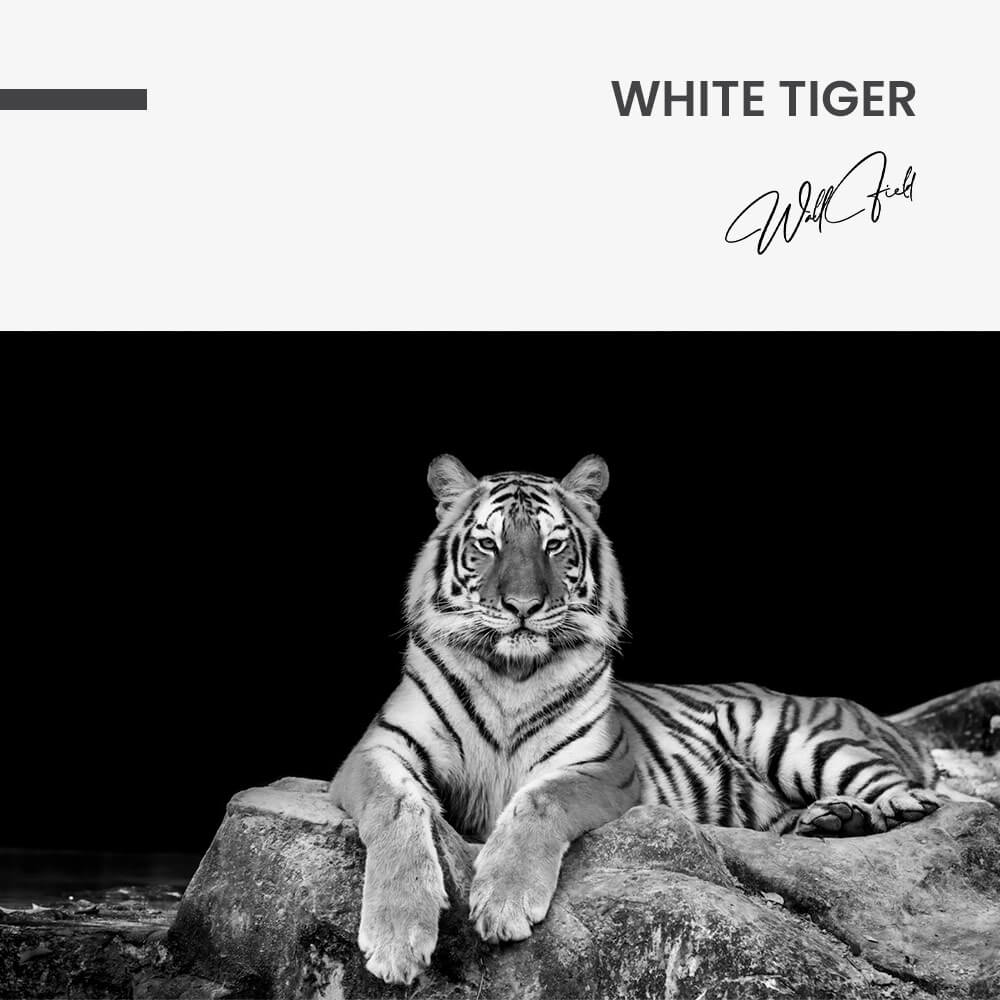 White Tiger – Verre