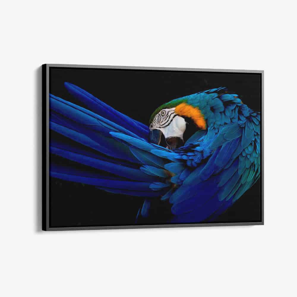 "The Parrot"