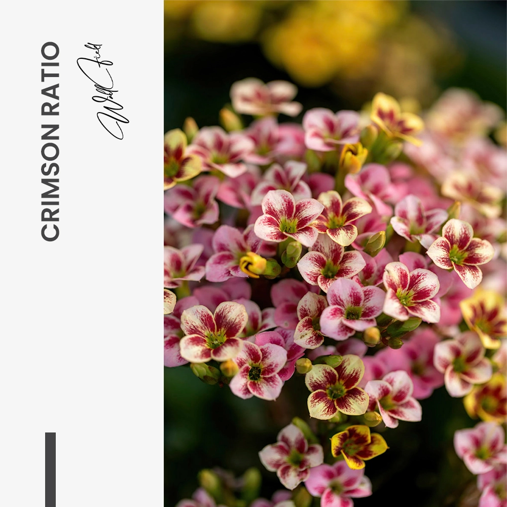 Crimson Ratio – Verre
