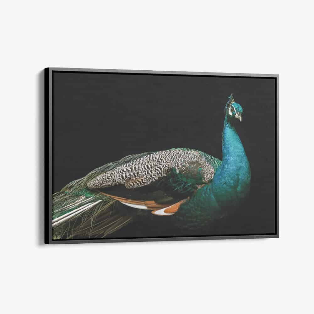 "Peacock"