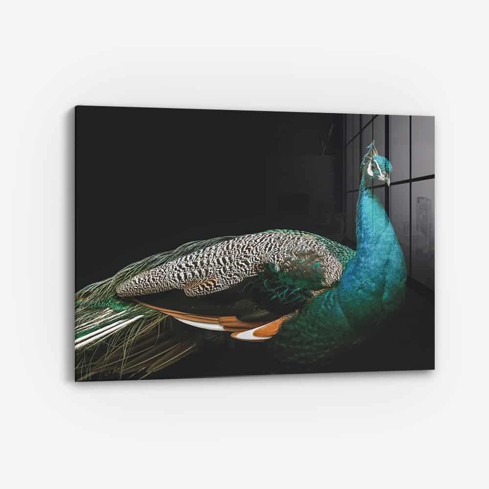Peacock – Verre