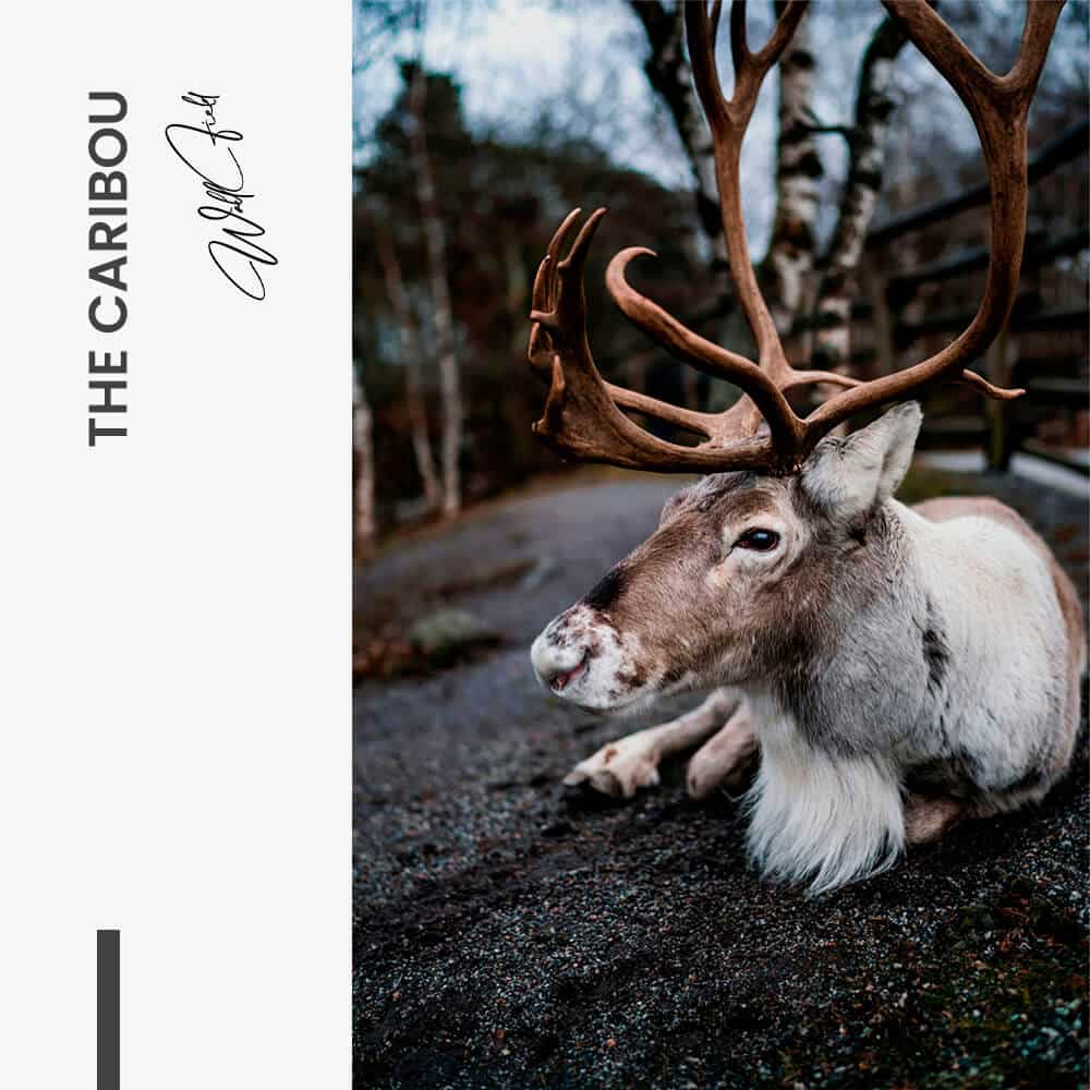 "The Caribou"