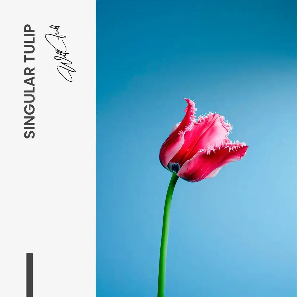 "Singular Tulip"