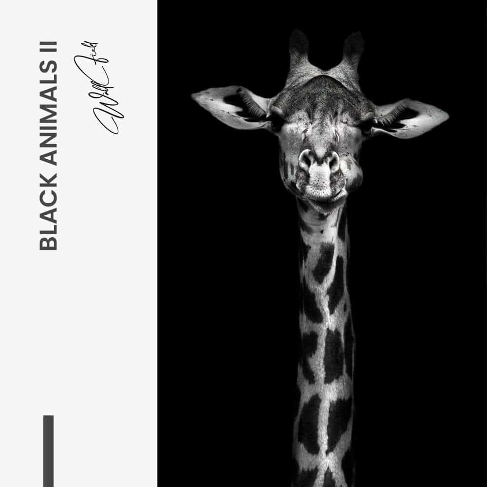 Bundle: "Black Animals" (2x) – Verre