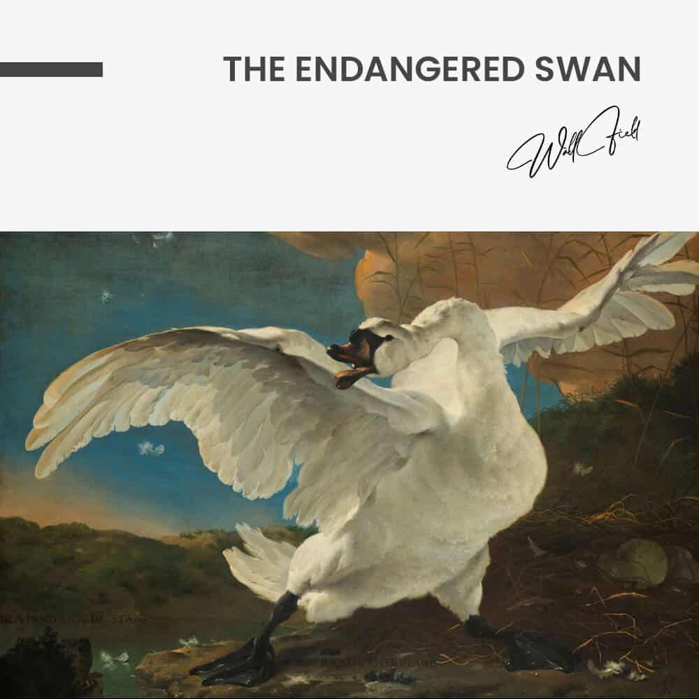 "The Endangered Swan"