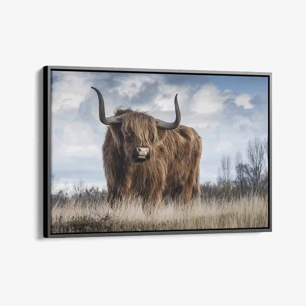 "Muskox"