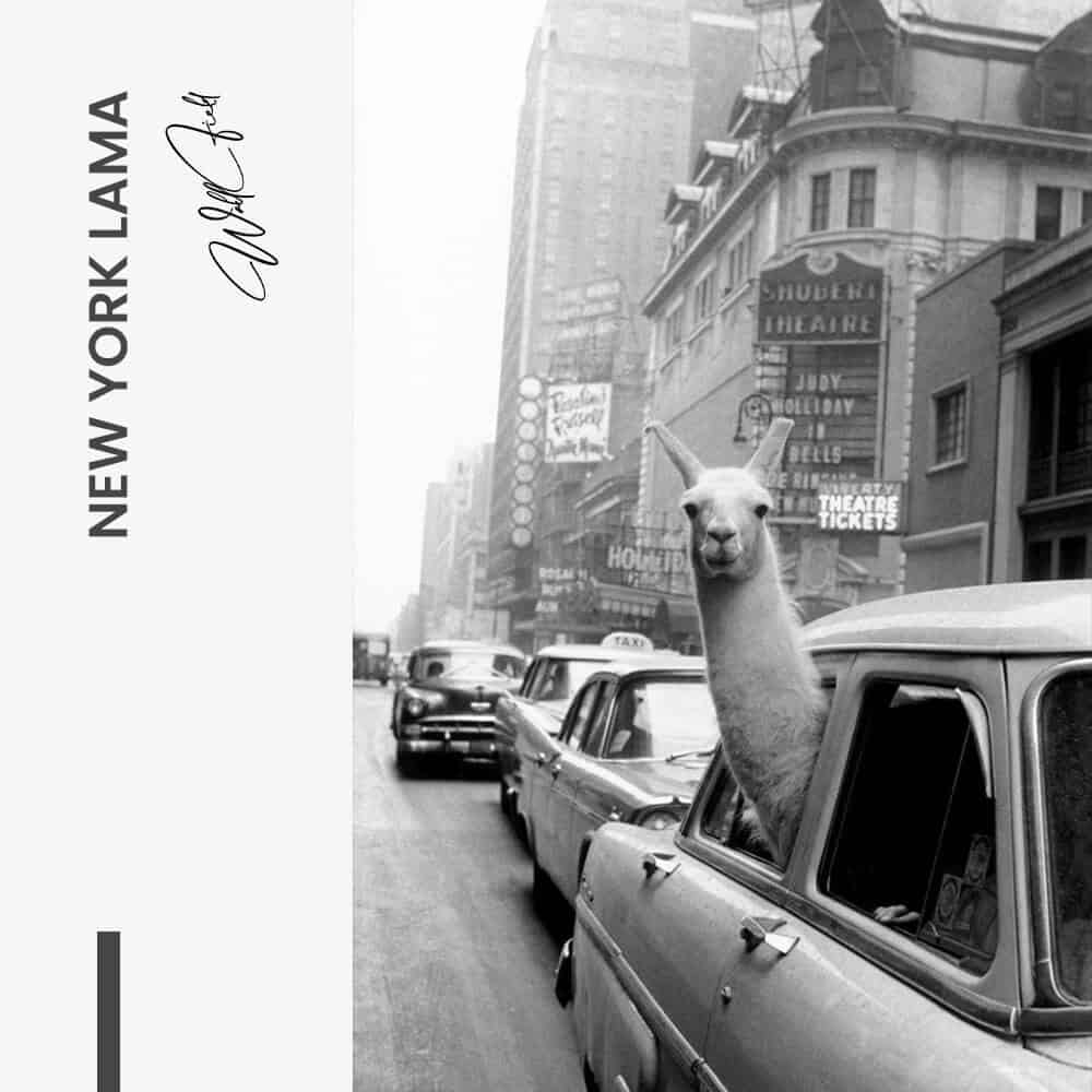 New York Lama - Verre