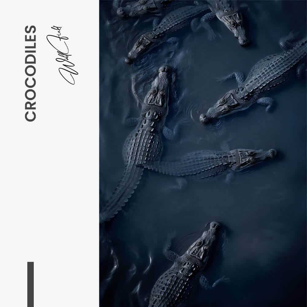 "Crocodiles"
