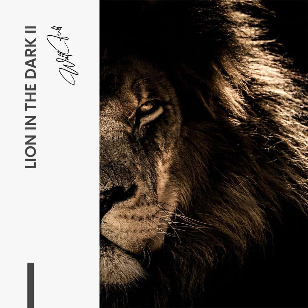 Bundel: Lion in the Dark (2x)