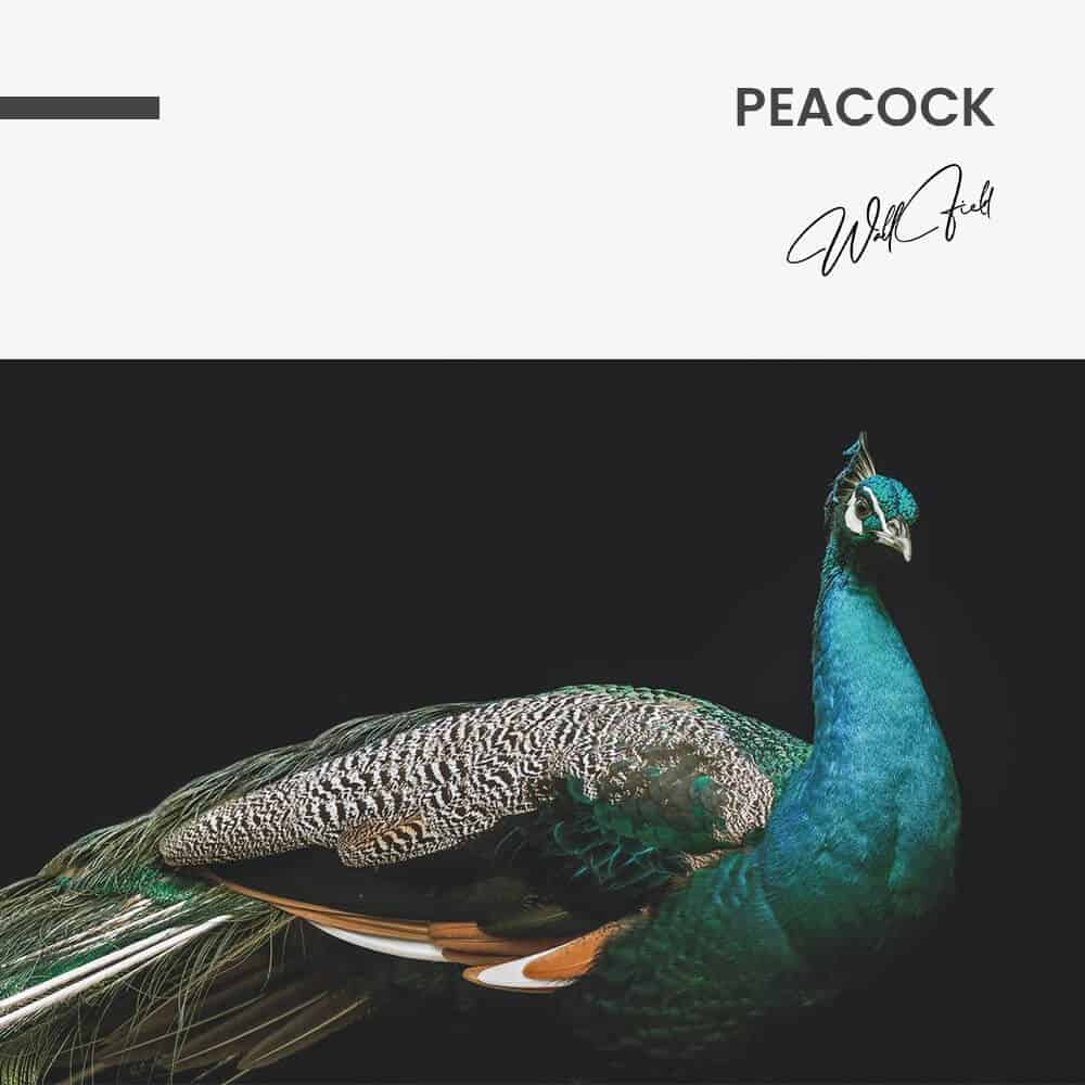 Peacock – Verre