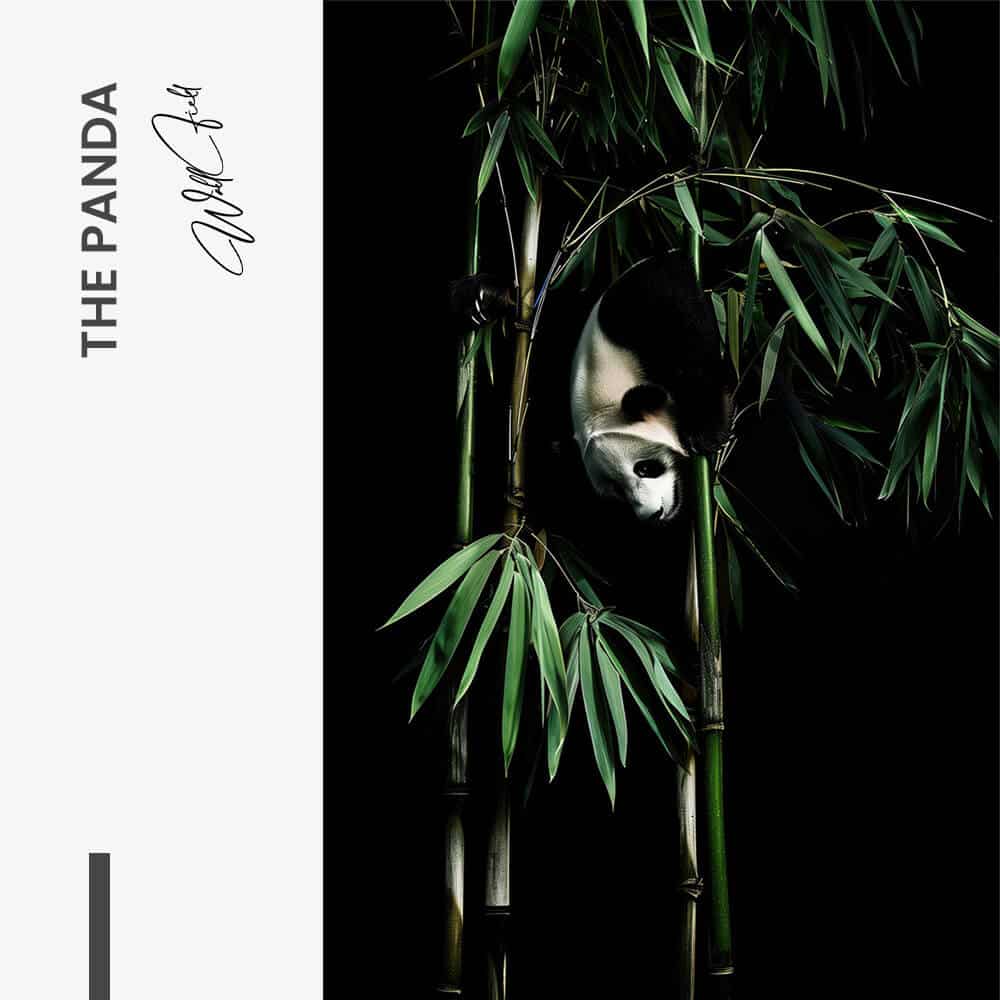 The Panda – Verre