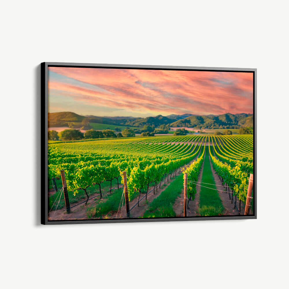 "Vineyard"