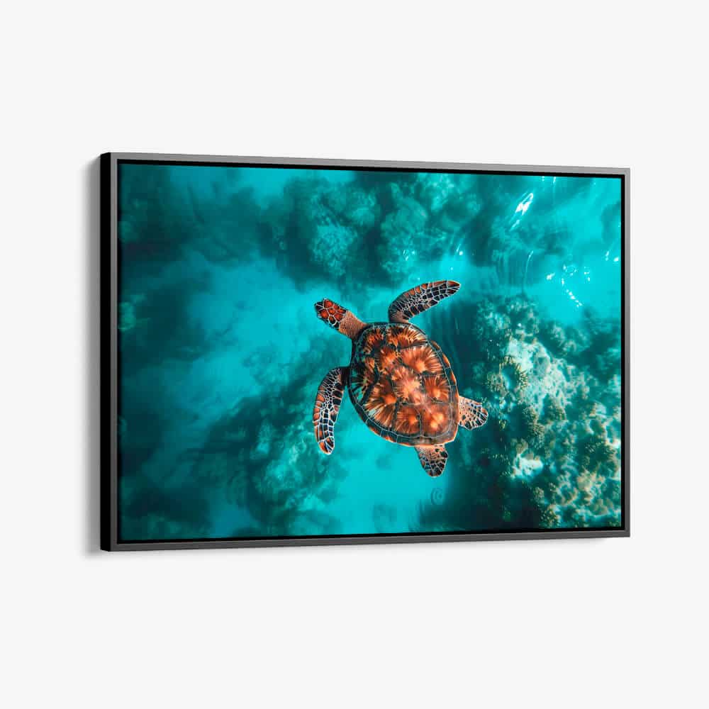 "Sea Turtle HZ"