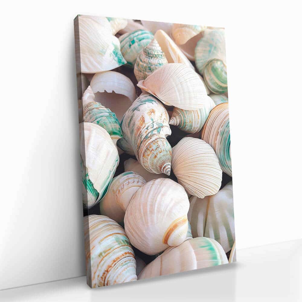 "Sea Shell"