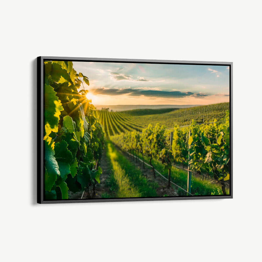 "Vineyard Sun"