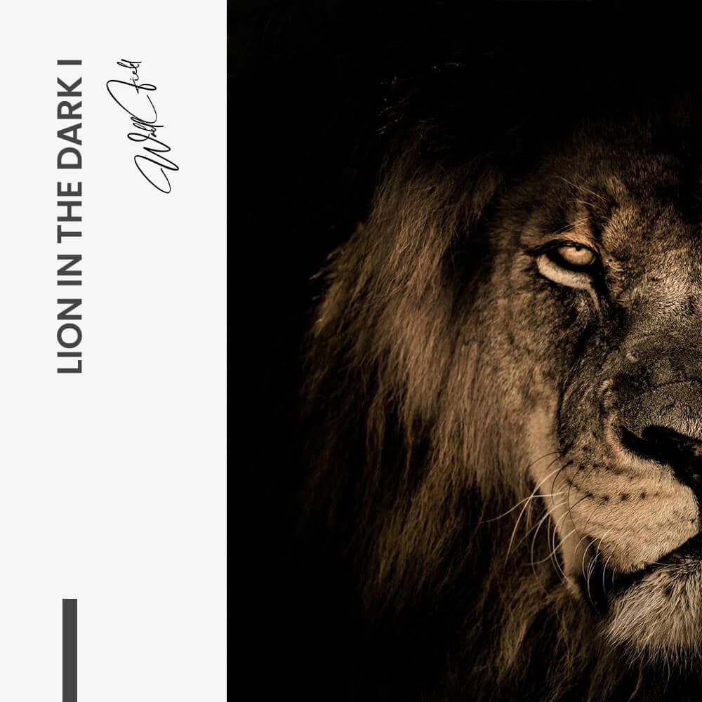 Bundel: Lion in the Dark (2x)